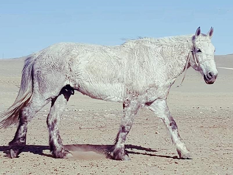 curly Mongolian horse